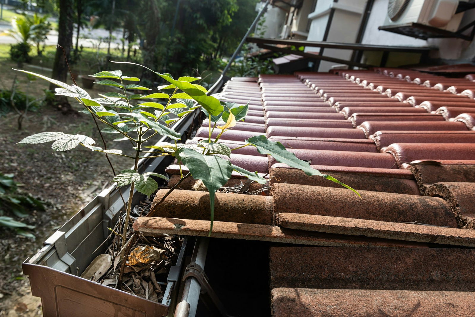 Dakgoot waar plant uitgroeit | Dakgoot reinigen zonder ladder | Asenso Schoonmaak