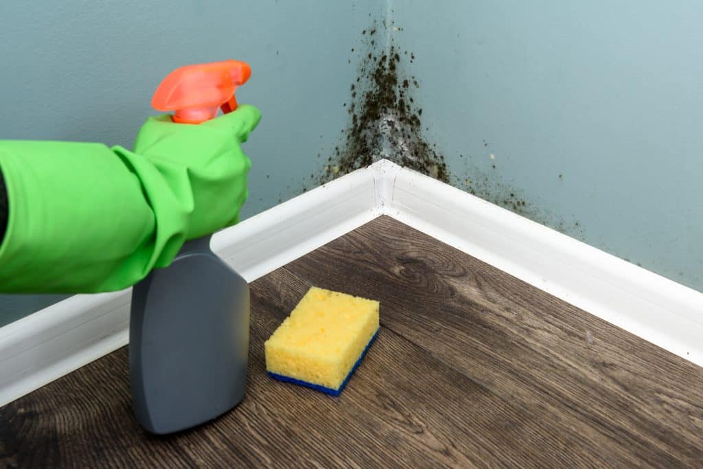 Hand met sprayfles die schimmel in de hoek van de kamer boven plinten schoon probeert te spuiten | Vocht en schimmel in huis | Asenso Schoonmaakdiensten