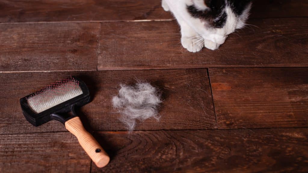 Close-up van een kam met dierenhaar en een plukje haar op tafel met een kat die in het hoekje zit | Schoonmaken met huisdieren | Asenso Schoonmaakdiensten