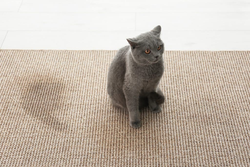 Grijze kat die naast urine vlek op het tapijt zit | Katten urine schoonmaak | Asenso Schoonmaakdiensten